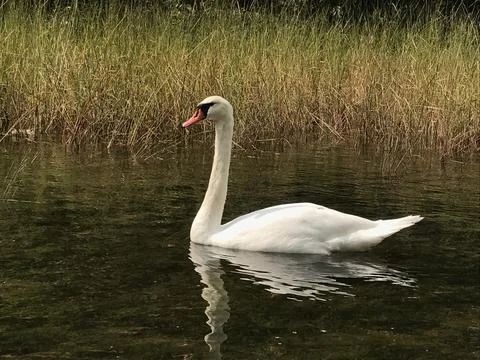 Royal Swan 库存照片