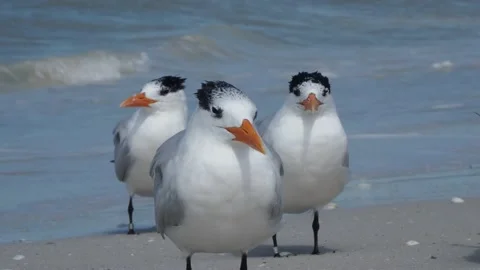 Royal Tern close up. Stock Footage 149137791