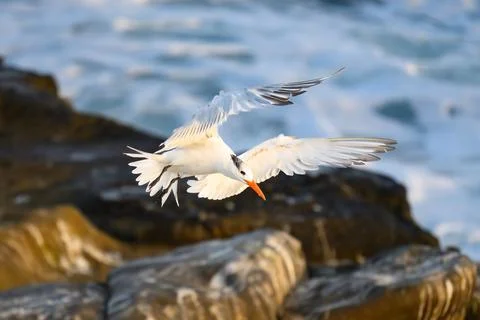 Royal Tern in Flight at La Jolla Cove Stock Photos