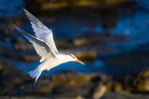 Royal Tern in Flight at La Jolla Cove Stock Photos