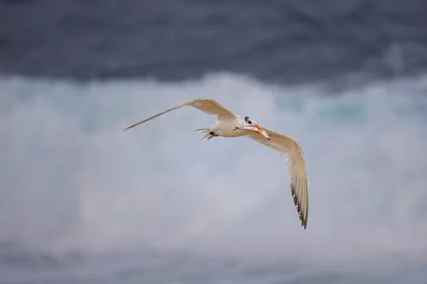 Royal Tern in Flight at La Jolla Cove Stock Photos