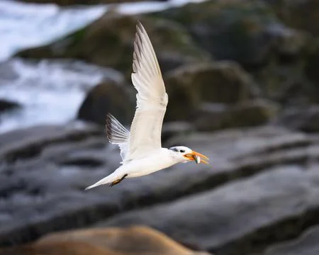 Royal Tern in Flight at La Jolla Cove Stock Photos