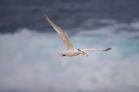 Royal Tern in Flight at La Jolla Cove Stock Photos
