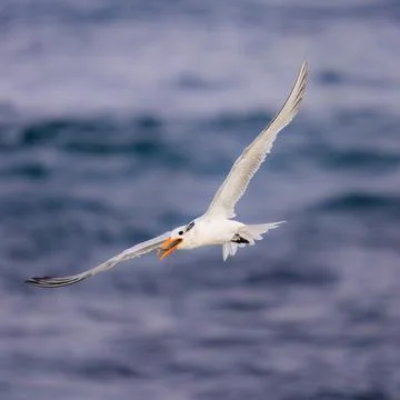 Royal Tern in Flight at La Jolla Cove Stock Photos