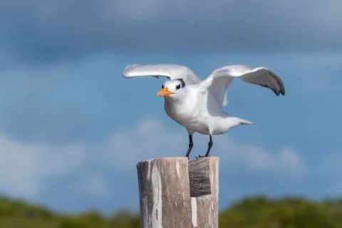 Royal tern perched on pole. Stock Photos