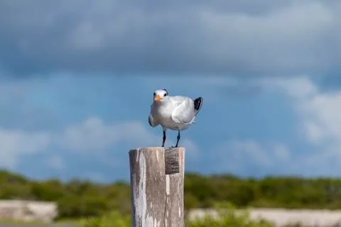 Royal tern perched on wooden post Foto stock