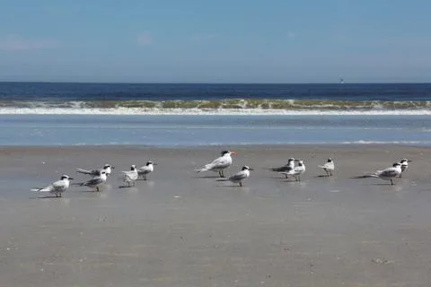 Royal tern Stock Photos