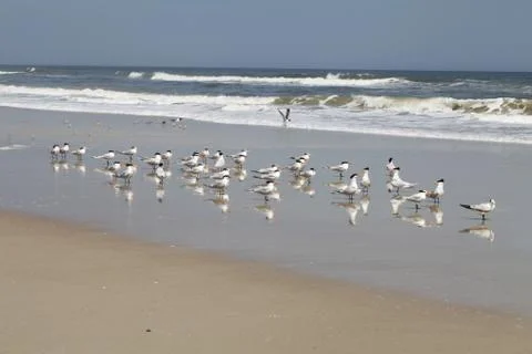 Royal tern Stock Photos