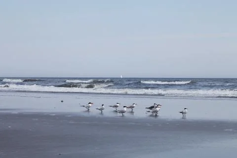 Royal tern Stock Photos