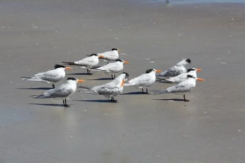 Royal tern Stock Photos