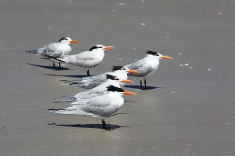 Royal tern Stock Photos