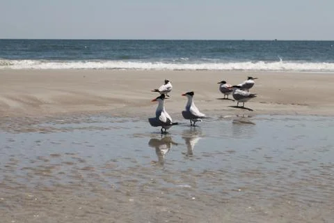 Royal tern Stock Photos