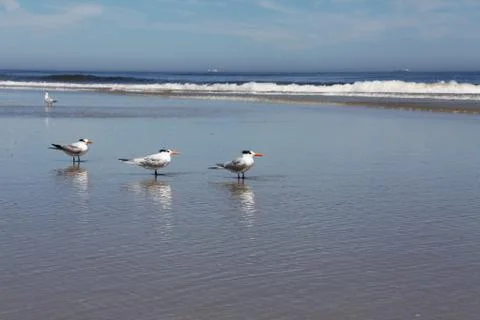 Royal tern Stock Photos