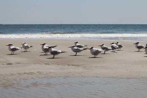 Royal tern Stock Photos