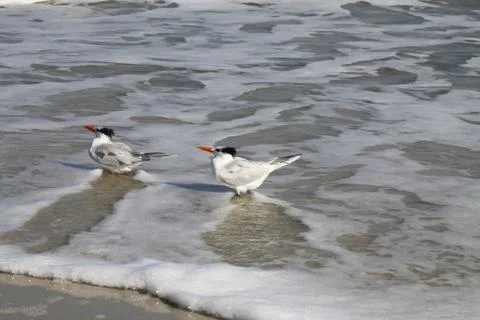 Royal tern Stock Photos