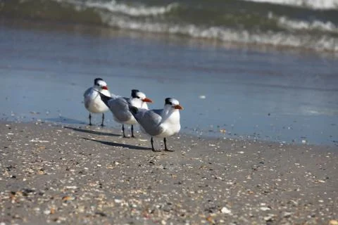 Royal tern Stock Photos