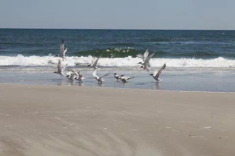 Royal tern Stock Photos