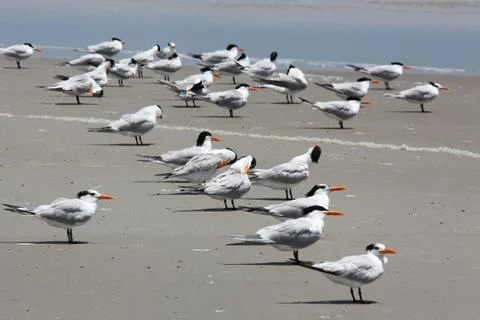 Royal tern Stock Photos