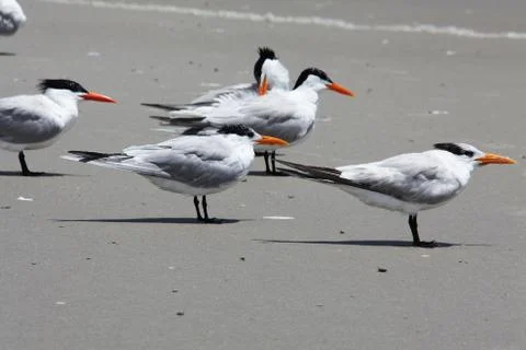 Royal tern Stock Photos