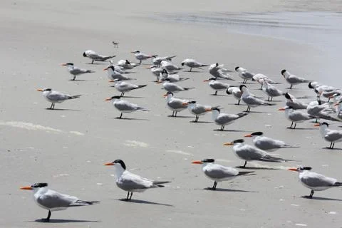 Royal tern Stock Photos