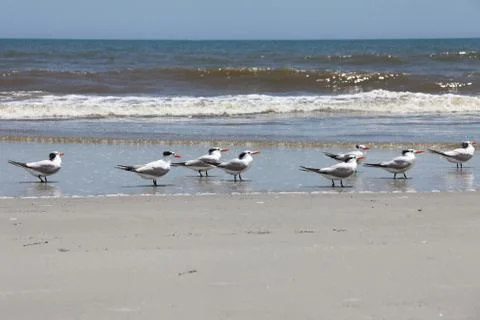 Royal tern Stock Photos