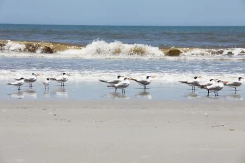Royal tern Stock Photos