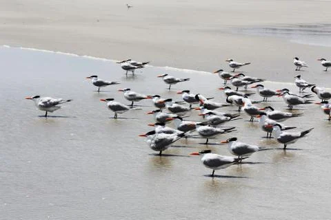 Royal tern Stock Photos