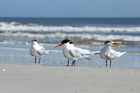 Royal tern Stock Photos