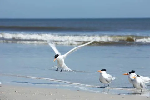 Royal tern Stock Photos