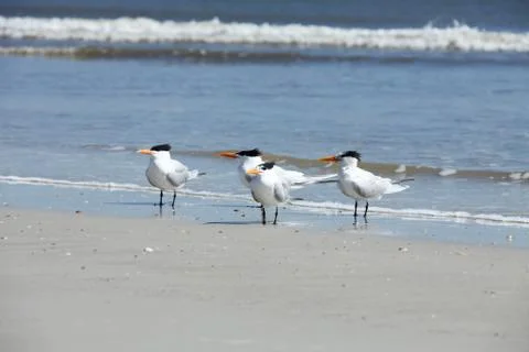 Royal tern Stock-Fotos