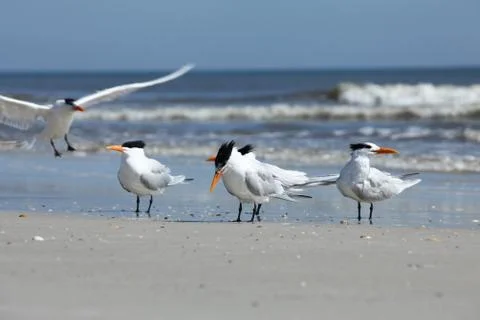Royal tern Stock Photos