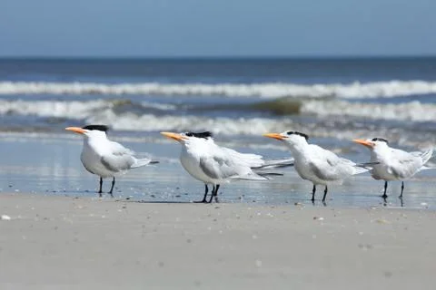 Royal tern Stock Photos