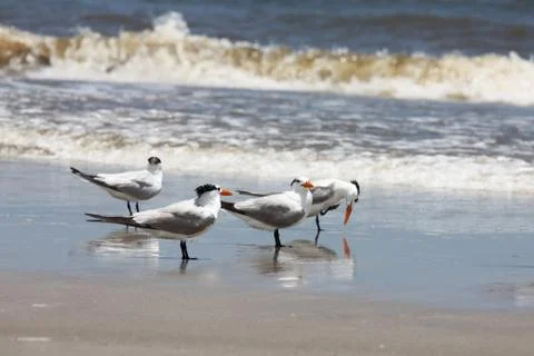 Royal tern Stock Photos