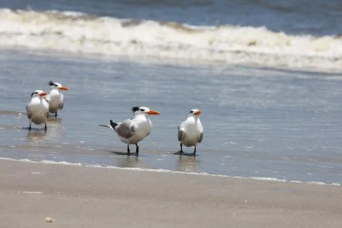 Royal tern Stock Photos