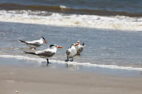 Royal tern Stock Photos