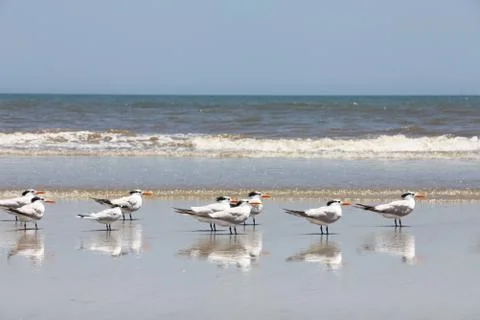 Royal tern Stock Photos