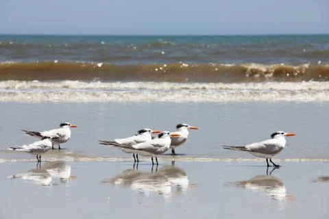 Royal tern Stock Photos