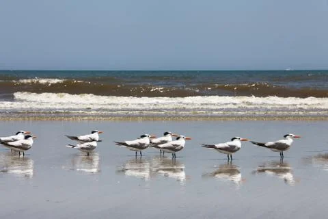 Royal tern Stock Photos