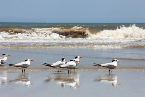 Royal tern Stock Photos
