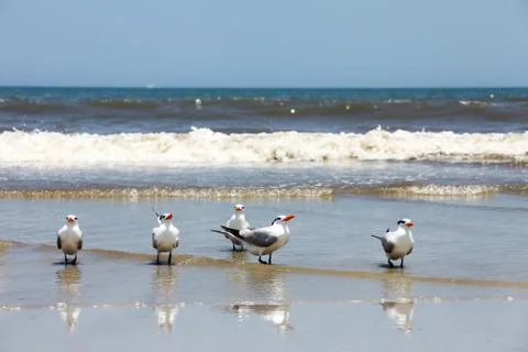 Royal tern Stock Photos
