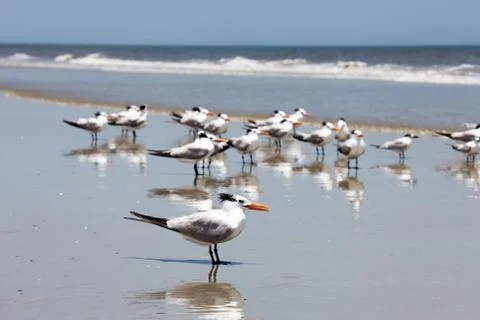 Royal tern Stock Photos