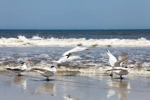 Royal tern Stock Photos