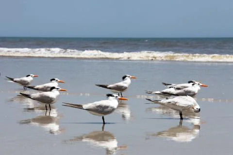 Royal tern Stock Photos