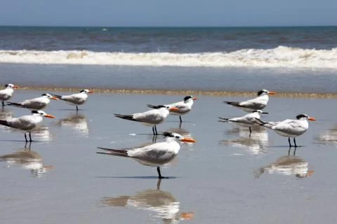 Royal tern Stock Photos