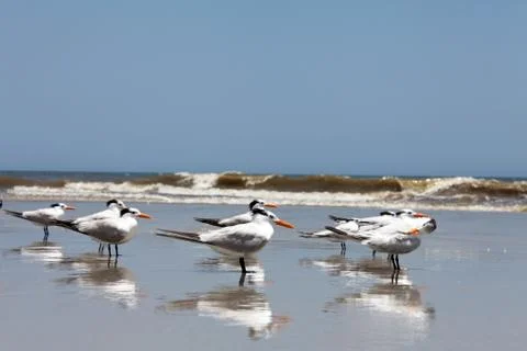 Royal tern Stock-Fotos