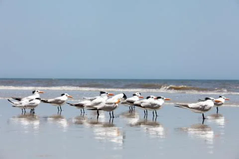 Royal tern Stock-Fotos