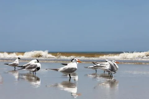 Royal tern Stock Photos
