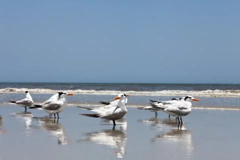 Royal tern Stock Photos