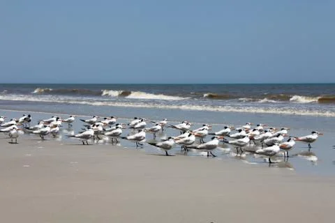Royal tern Stock Photos