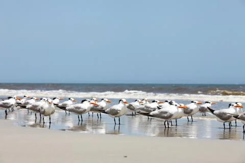 Royal tern Stock Photos